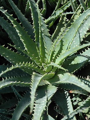 ALOE humilis Hedgehog